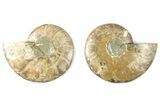 Cut & Polished, Agatized Ammonite Fossil - Madagascar #200012-1